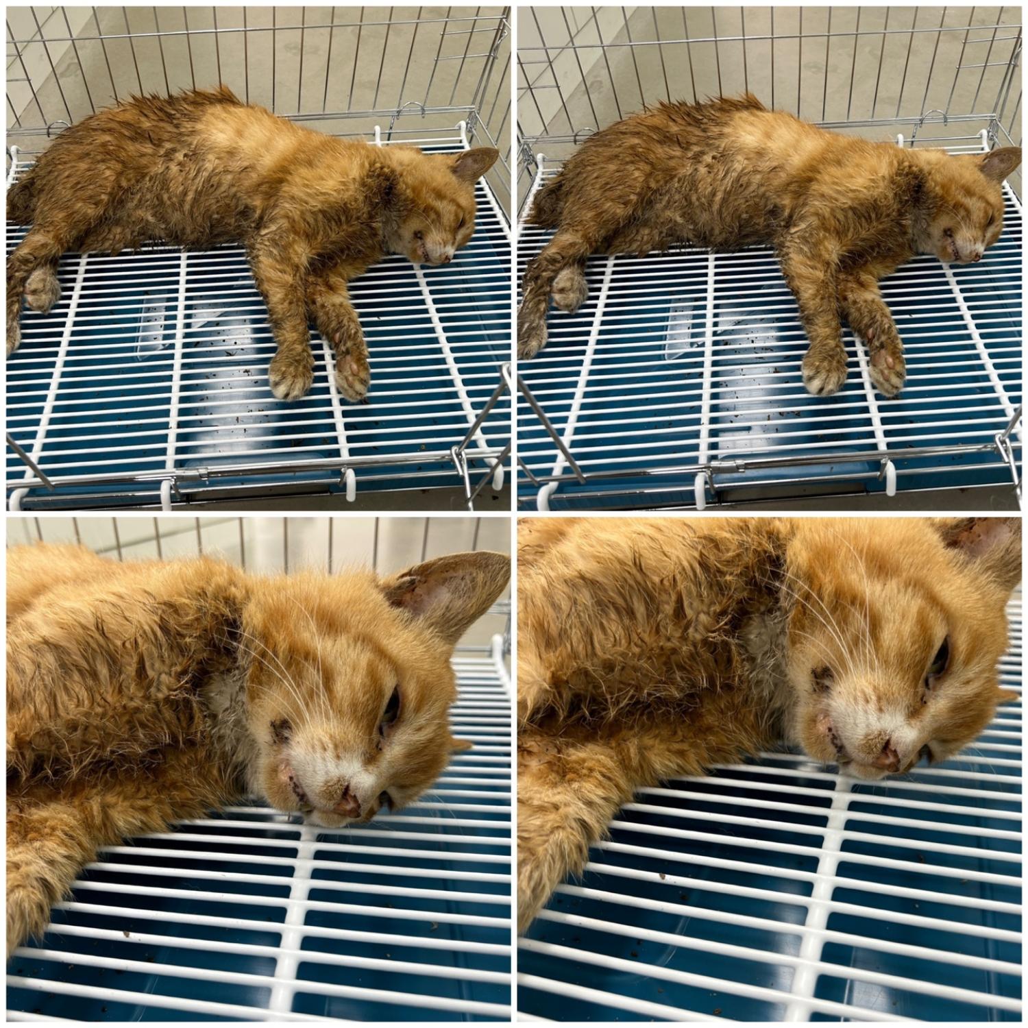 천안시 동물보호센터_444449202401491